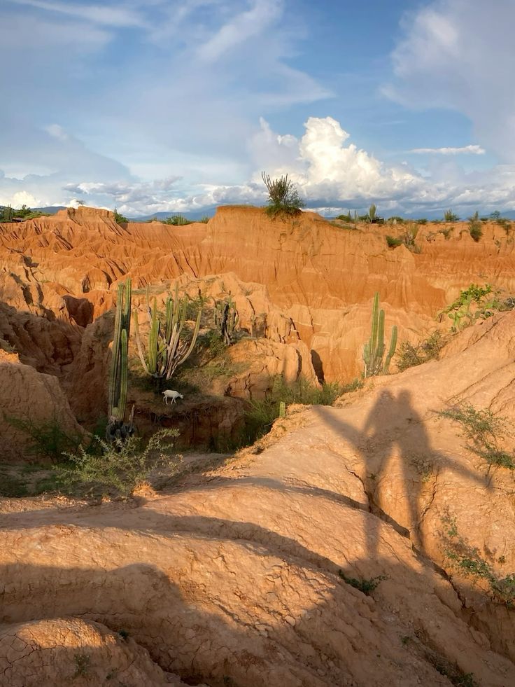 Cactus y formaciones de arcilla erosionada en el desierto de la Tatacoa, con la sombra de un visitante
