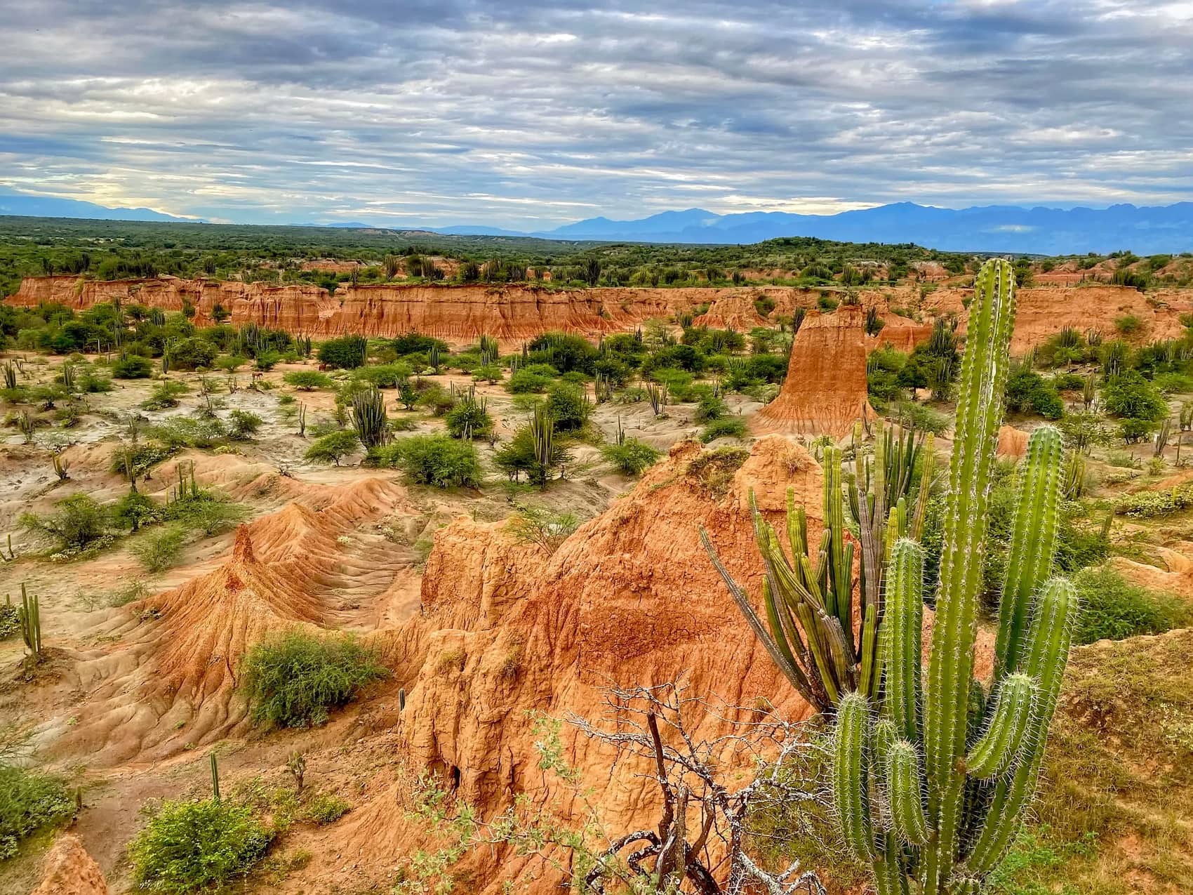 Cañón del desierto de la Tatacoa con cactus en primer plano al atardecer