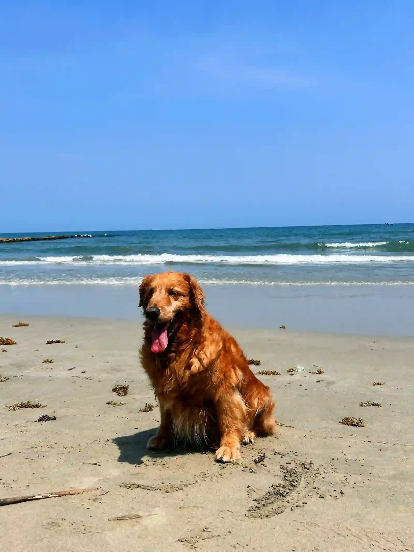 Perro golden retriever disfrutando la playa de Coveñas