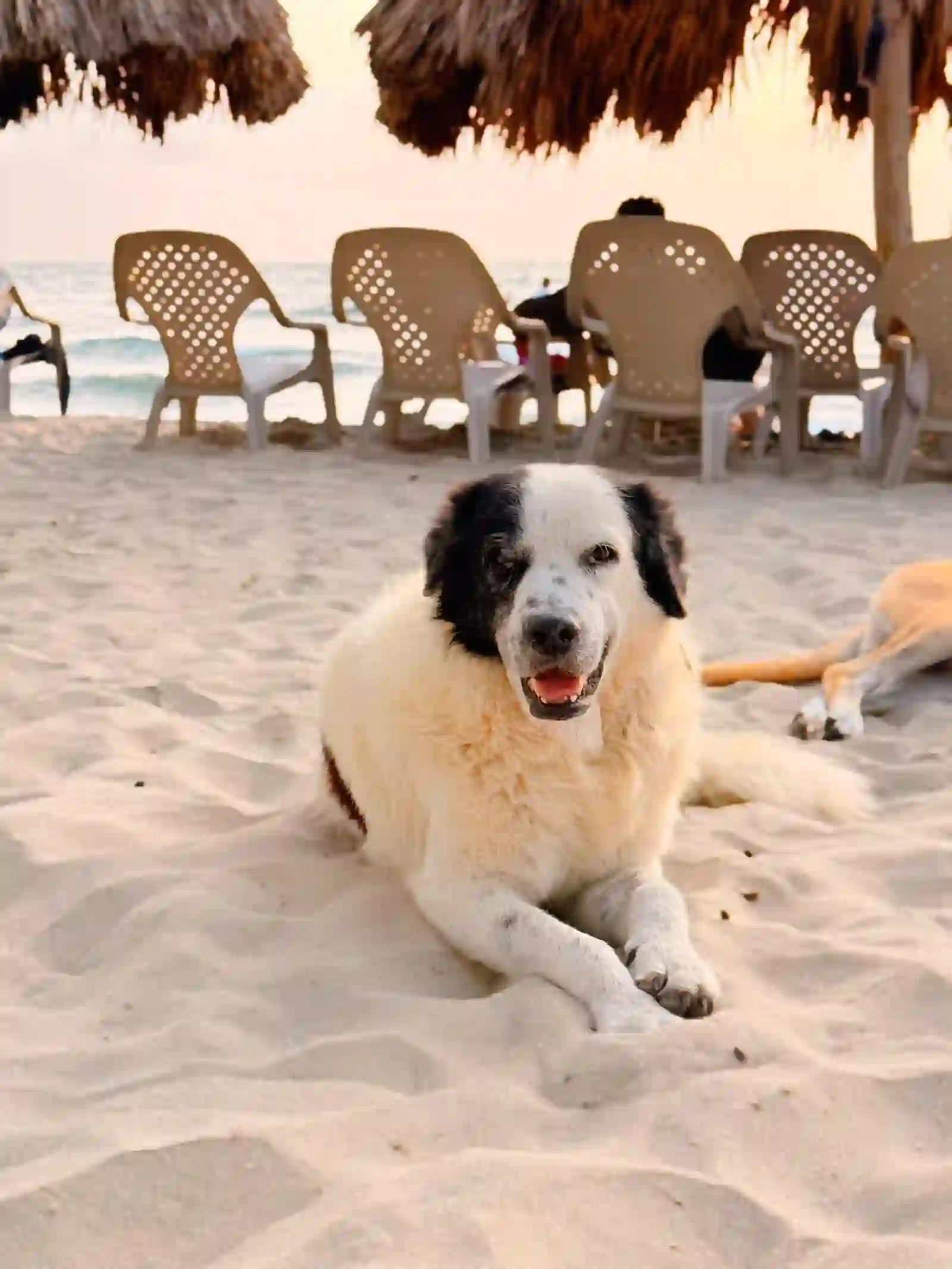 Mascota en la playa de Coveñas al atardecer